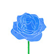 Blue rose vector