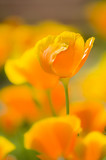 Fototapeta Tulipany - California golden poppies