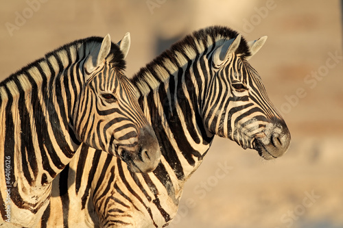 Board z aluminiowym obramowaniem Portret równiny zebry, park narodowy etosha