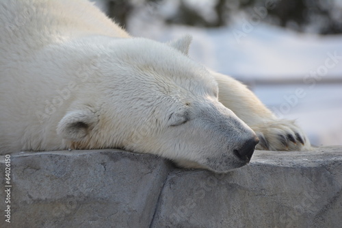 Plakat na papierze fotorealistycznym Drzemka niedźwiedzia polarnego