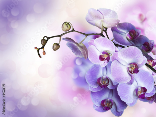 Plakat na papierze fotorealistycznym Orchidea kolaż