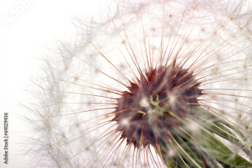 Plakat na zamówienie Pusteblume im Detail