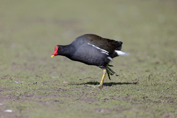 Wall Mural - moorhen, gallinula chloropus