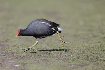 Sticker - Moorhen, Gallinula chloropus