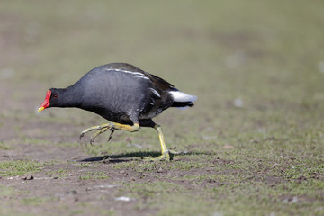 Wall Mural - moorhen, gallinula chloropus