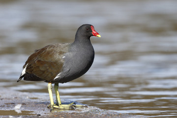 Sticker - Moorhen, Gallinula chloropus