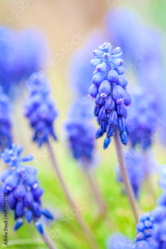 Naklejka samoprzylepna Muscari zaniedbane;
