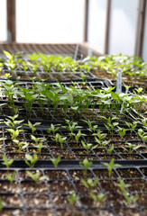 Wall Mural - pepper seedlings