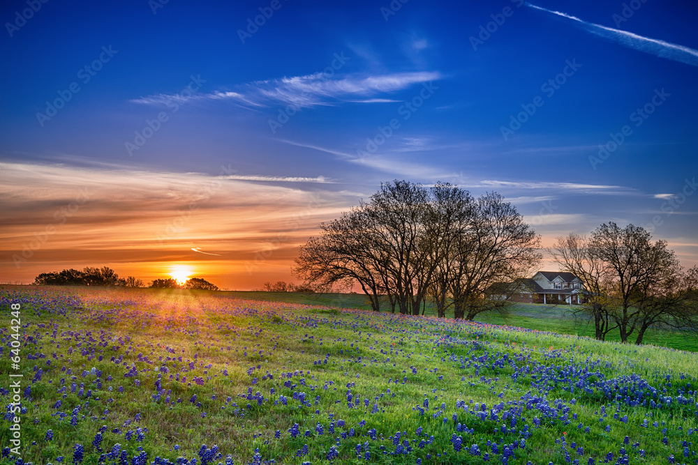 Texas bluebonnet wildflower spring field at sunrise - obrazy, fototapety, plakaty 