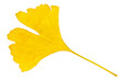 © CWIS - ginkgo leaf