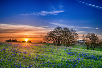 texas bluebonnet wildflower spring field at sunrise