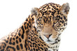 Portrait of a beautiful jaguar