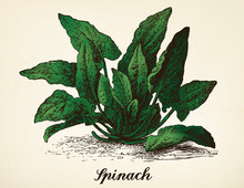 Spinach Vintage Illustration Vector