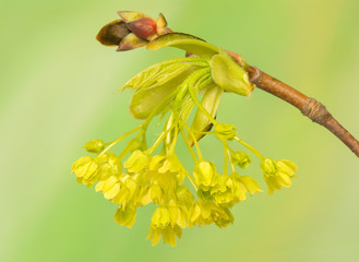 Wall Mural - Acer pseudoplatanus