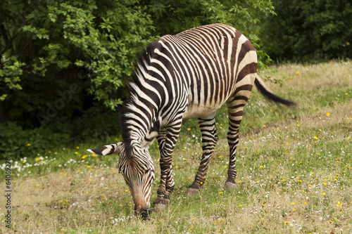 Board z aluminiowym obramowaniem Zebra