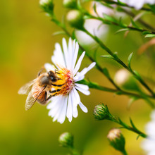 Single Honey Bee Gathering Pollen From A Daisy Flower