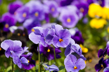 Viola Flowers Field
