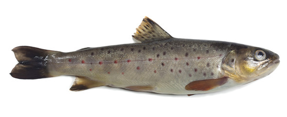 Wall Mural - Brown trout, Salmo trutta fario isolated on white background