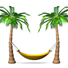 Hammock On Tall Palm Trees Front View