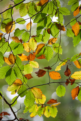 Naklejka na szybę Autumn Leaves in the forest