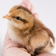 Cute little chicken in the hand isolated on white