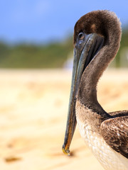 Canvas Print - Brown pelican on mexican beach