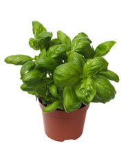 Wall Mural - basil herb on white