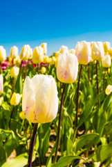 Sticker - White blooming tulips against a blue sky