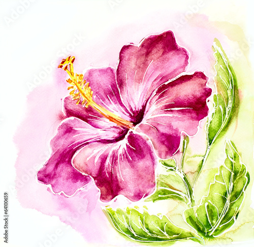 Fototapeta na wymiar Pink hibiscus, watercolor painting.