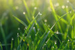 Dew on green grass