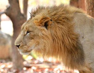 Sticker - close up of male lion head