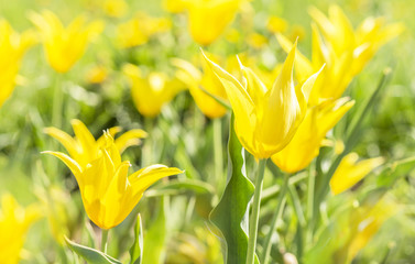 Wall Mural - aquifolium yellow tulips