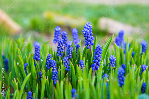 Naklejka samoprzylepna Muscari