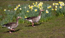 Two Geese On Spring Flowers Background