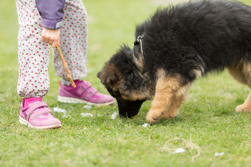 Canvas Print - German shepherd puppy and girl