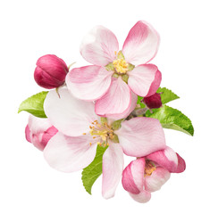 apple tree blossoms with green leaves