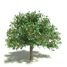 3d Illustration Of An Apple Tree