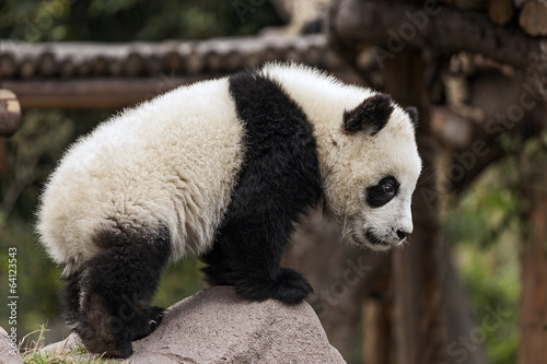 Obraz na płótnie canvas trzyczęściowy "tryptyk" Młoda panda wspinaczka na skale