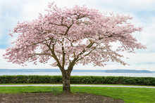 Japaanese Cherry Tree In Bloom On Coast