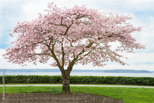 8 cherry trees lower stondon japaanese cherry tree in bloom on coast buy this stock photo and explore similar images at 8 cherry trees lower stondon japaanese cherry tree in bloom on coast buy this stock photo and explore similar images at