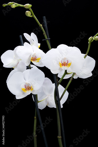 Plakat na papierze fotorealistycznym Biała orchidea na czarnym tle