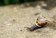 © ArtushFoto - small garden snail