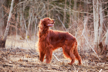 Wall Mural - Red irish setter dog