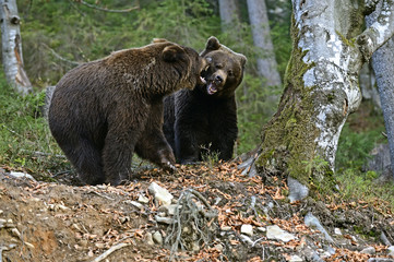 Canvas Print - Brown bear