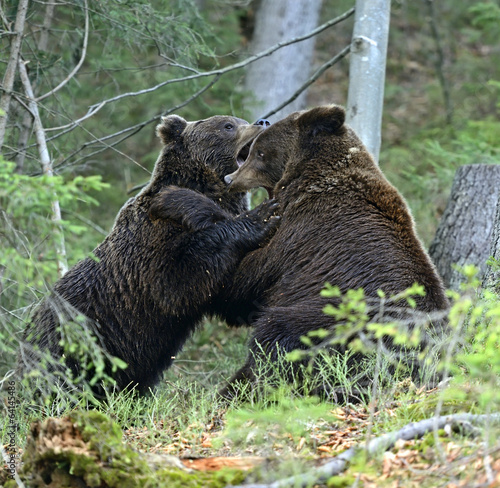 Plakat na papierze fotorealistycznym Brązowy niedźwiedź