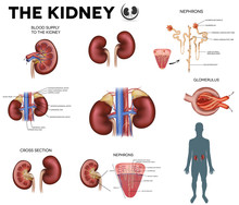 Professional Kidney Stock Photos - Public Domain Pictures - Page 1
