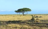 Fototapeta Sawanna - Amboseli National Park