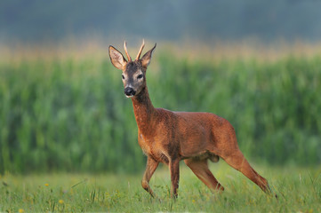 Wall Mural - Roe deer