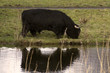 black highlander bull reflected in water