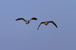 geese flying together